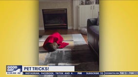 Pet Tricks for Thursday, May 23