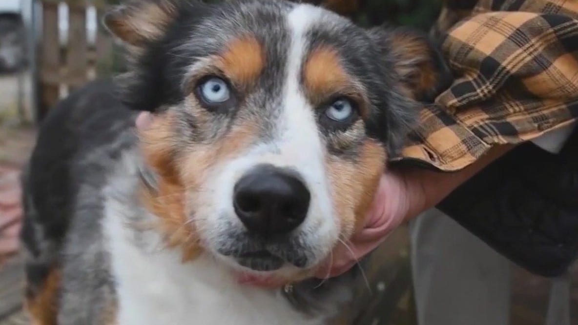 Signs to look out for with pet allergies