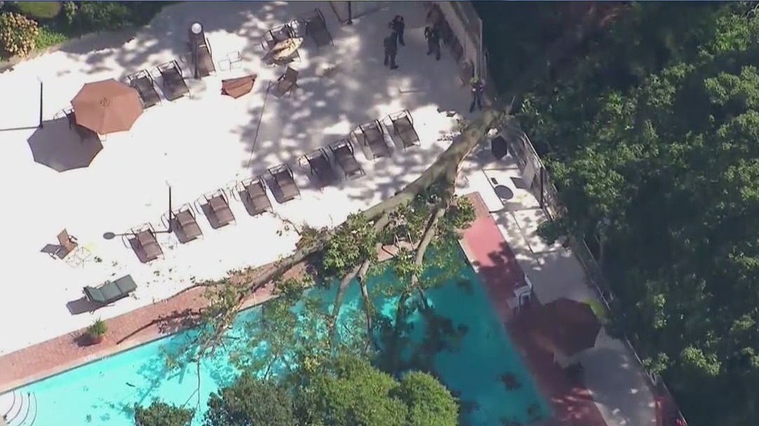 Woman killed after tree falls into pool in the Bronx
