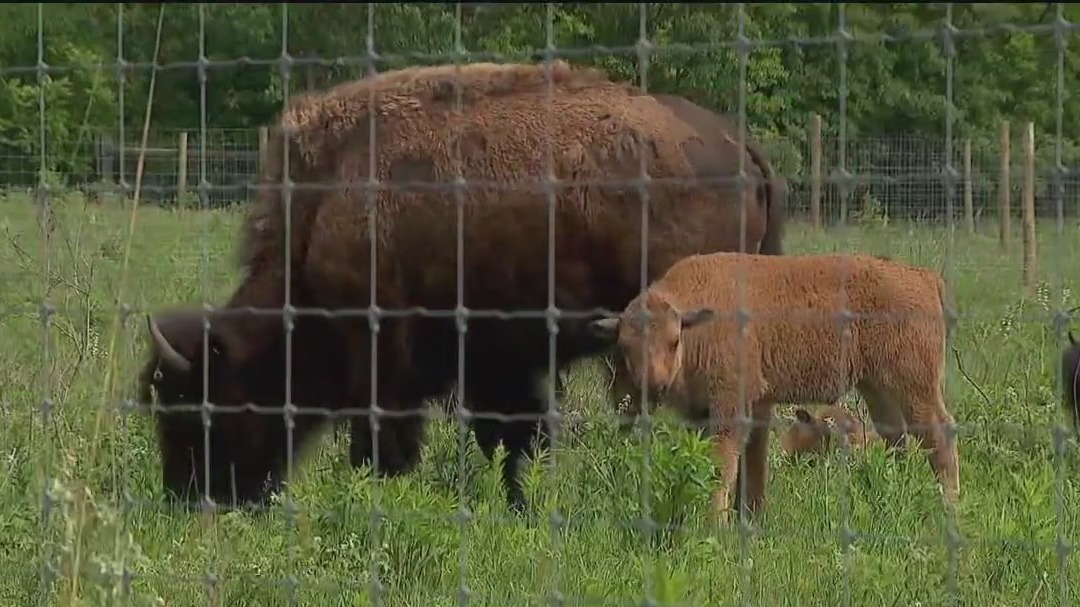 Bison herd makes home in Dakota County park