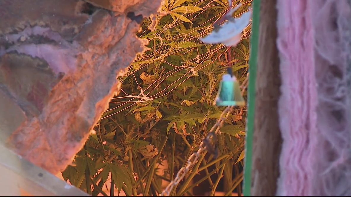 Garbage truck crashes into marijuana grow operation
