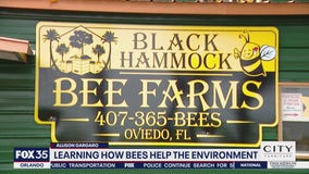 Learning how bees help the environment