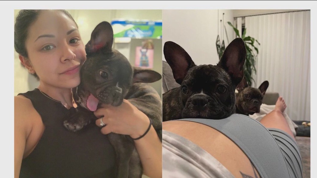 Man arrested for stealing French bulldogs from pregnant woman at gunpoint