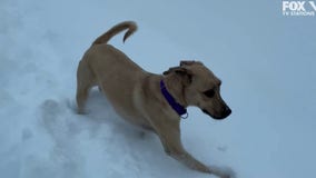 Lucy the dog enjoys fresh snow in Victoria