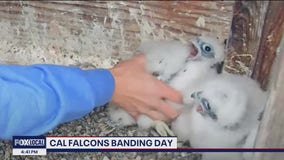 Berkeley peregrine falcon chicks recieve ID bands, naming begins