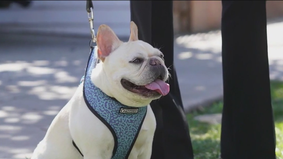 Move over Labs: French Bulldogs reign as most popular breed