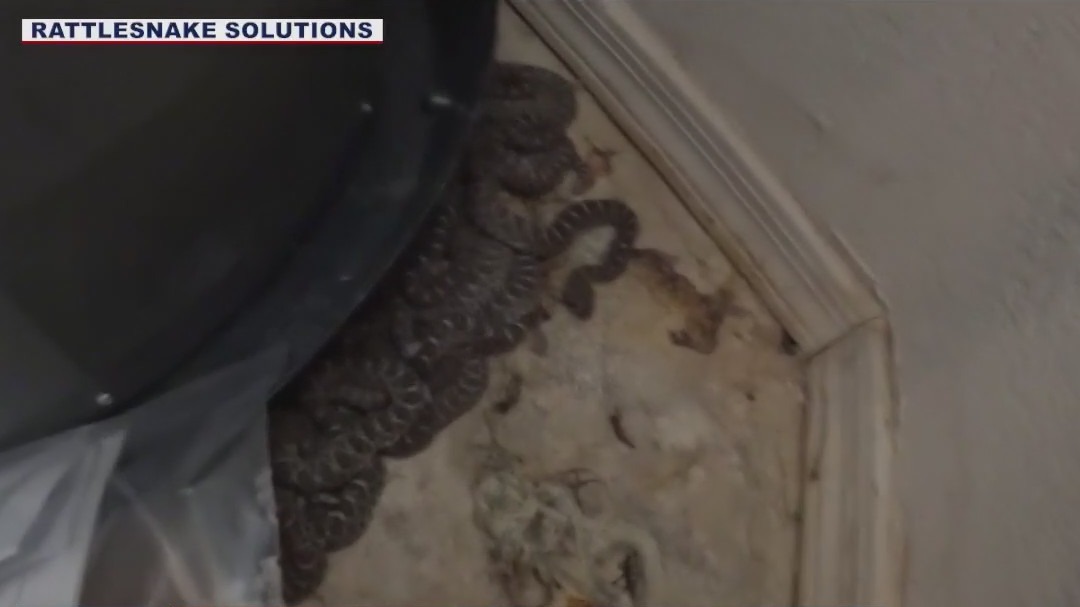 Rattlesnake adults, babies found in Mesa garage