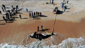 Drone: 21-foot killer whale washes up on Florida beach