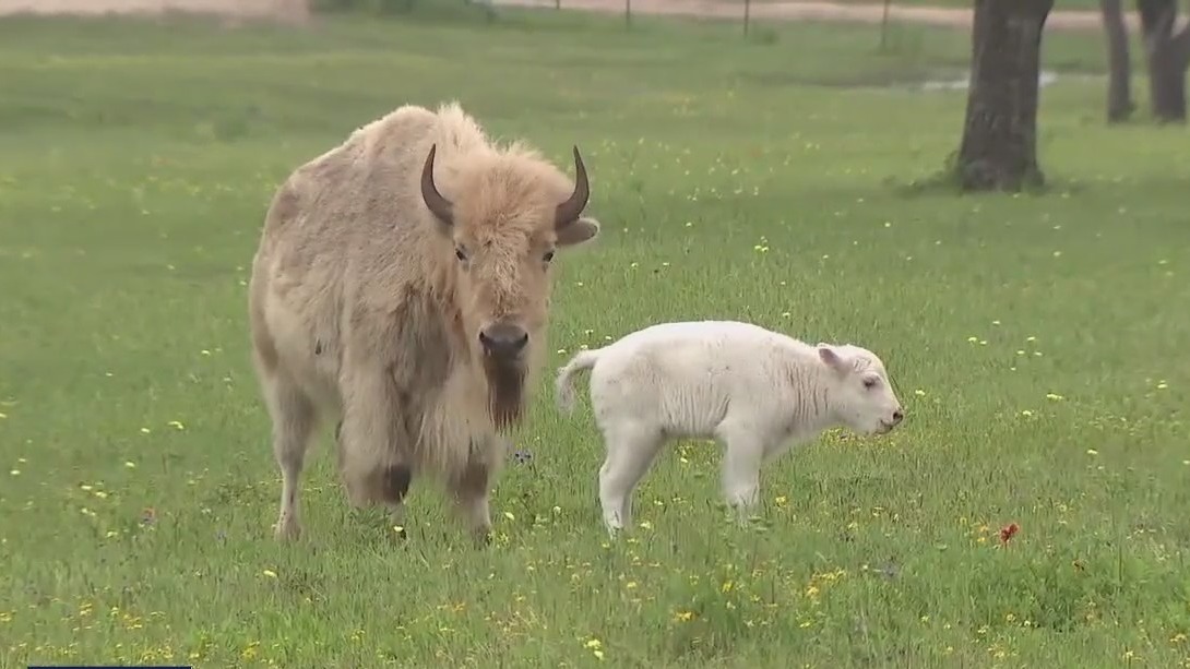 Rare white bison born at Central Texas ranch