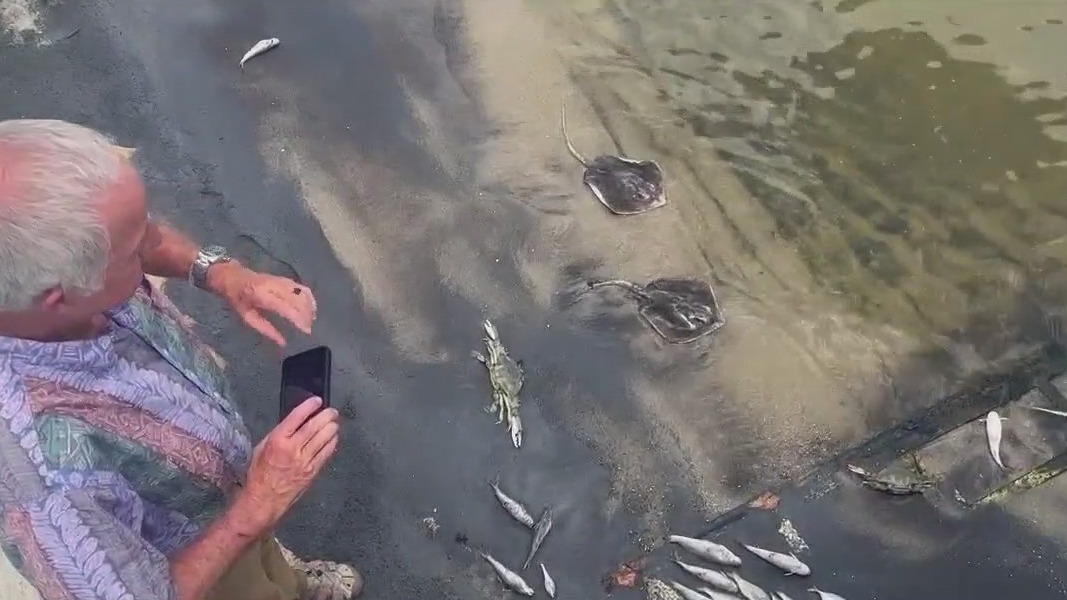 Sudden fish kill in Indian River Lagoon