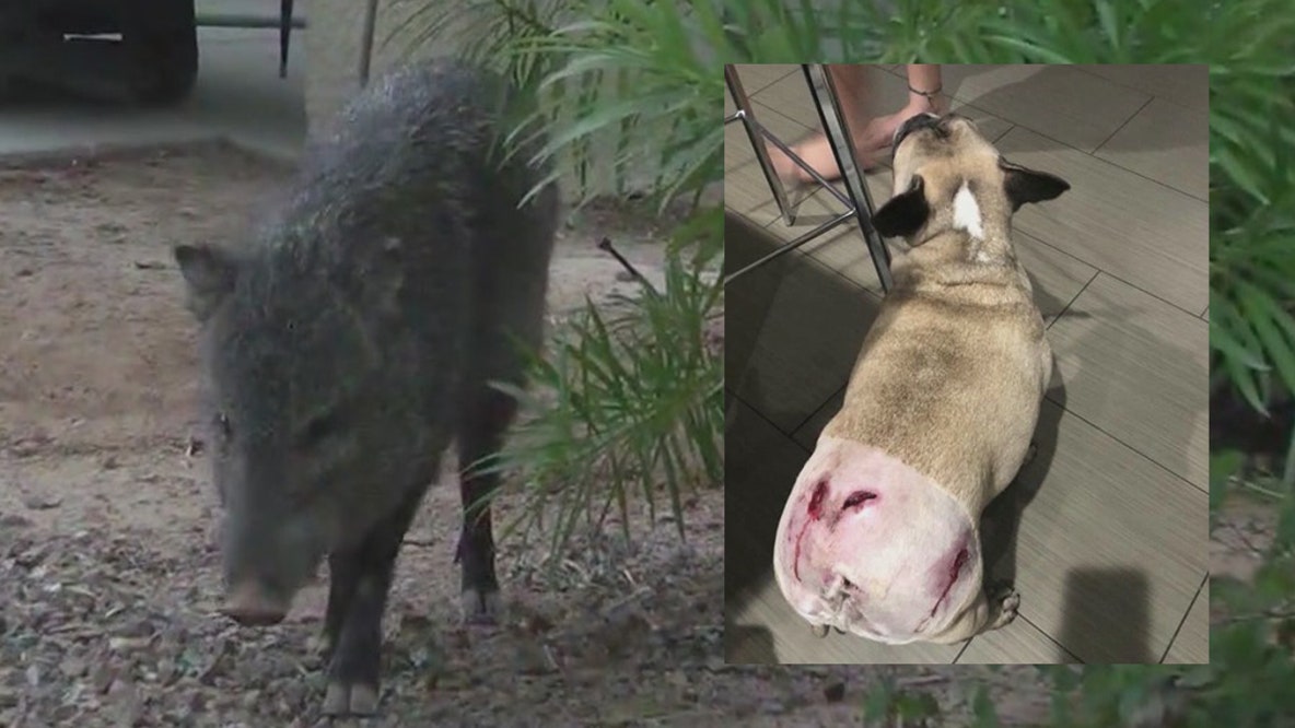 'His bite radius was six to seven inches': North Phoenix dog attacked by javelina