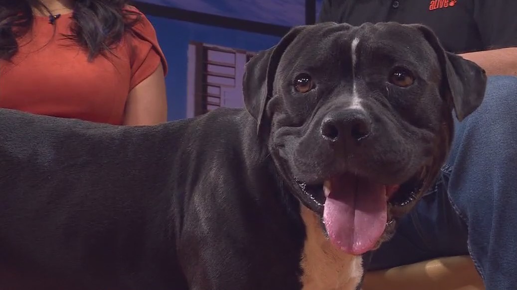 Pet of the Week: Cheese Ball from APA!