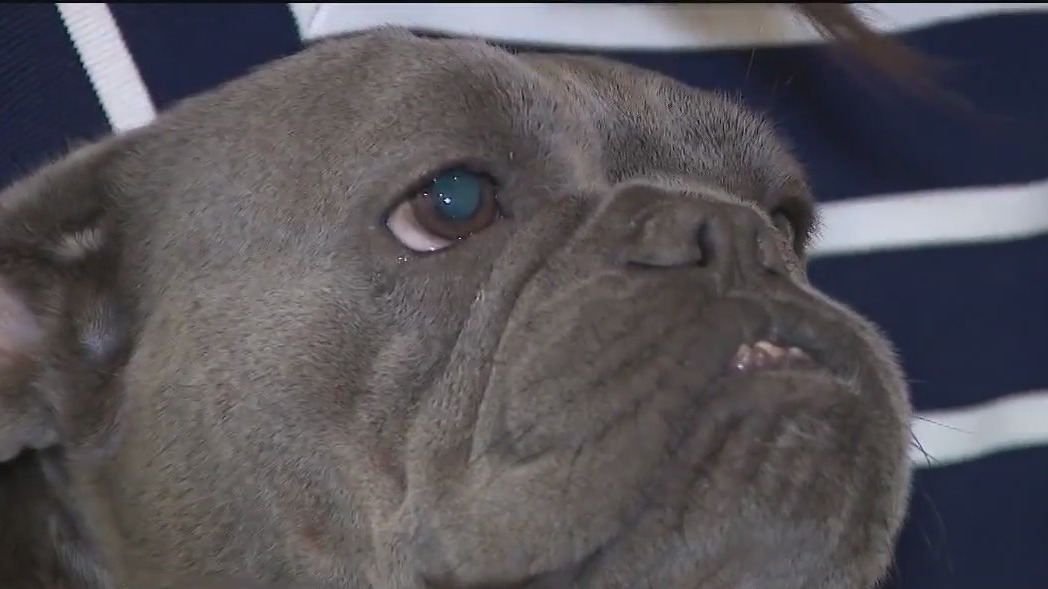 Florida family reunited with stolen French Bulldog