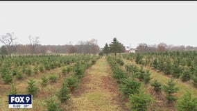 Drought conditions could impact Minnesota Christmas trees for years to come