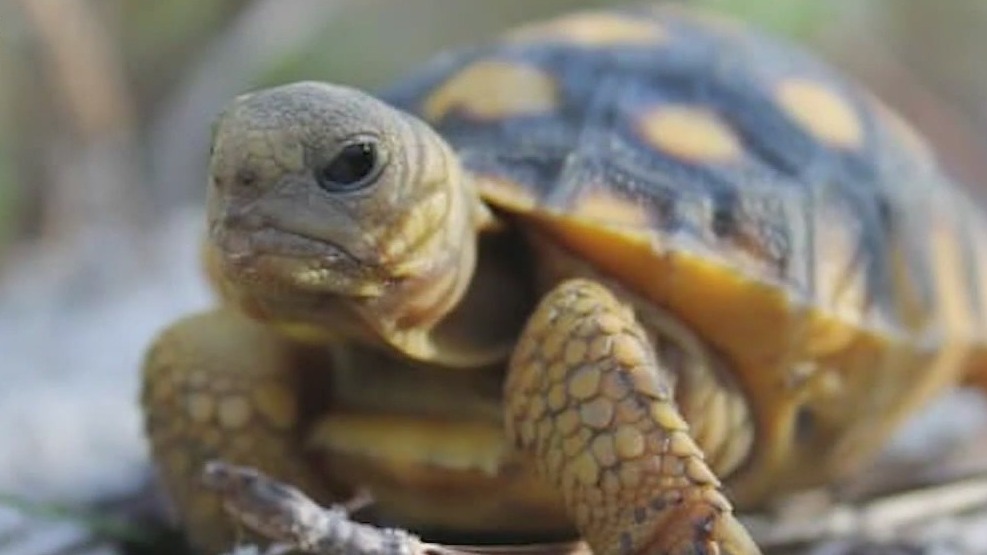 Lawsuit aims to protect gopher tortoises