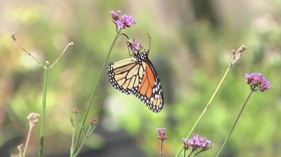 How can we save the endangered monarch butterfly population?