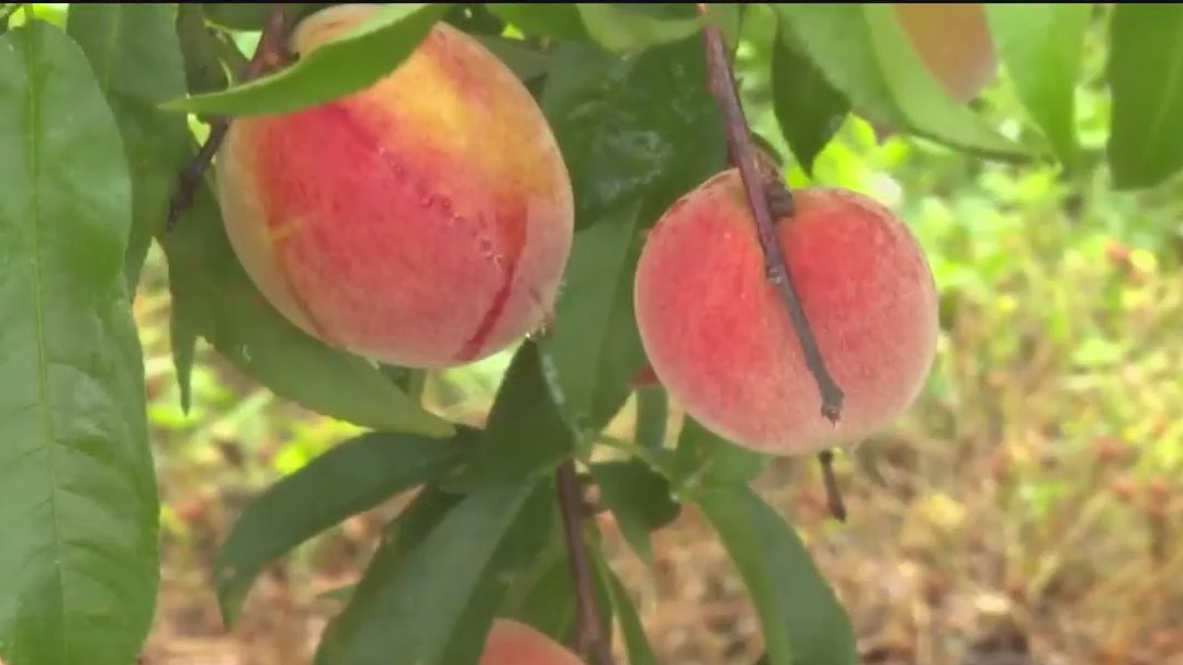 Peach harvest in Georgia: How is this year's crop?