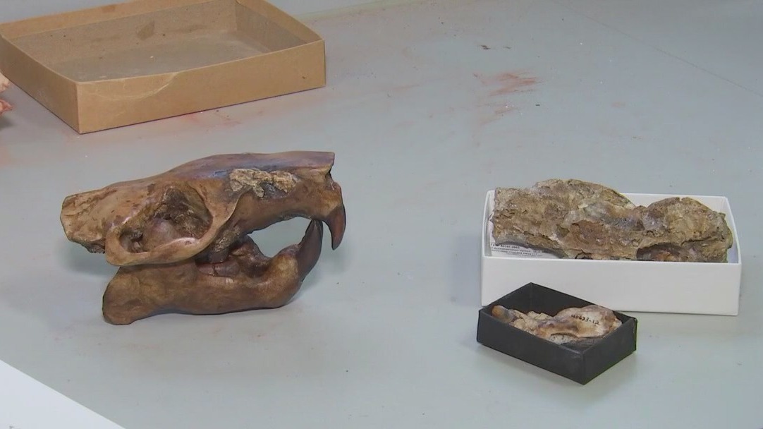 UT researchers name ancient beaver fossil after Buc-ee's