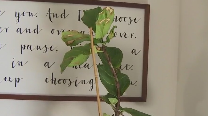 Tips to revive a dead fiddle leaf tree