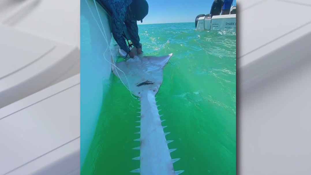 Digging into Florida's mysterious sawfish deaths