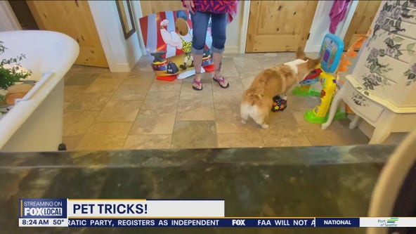Good Day Pet Tricks for Friday, May 31