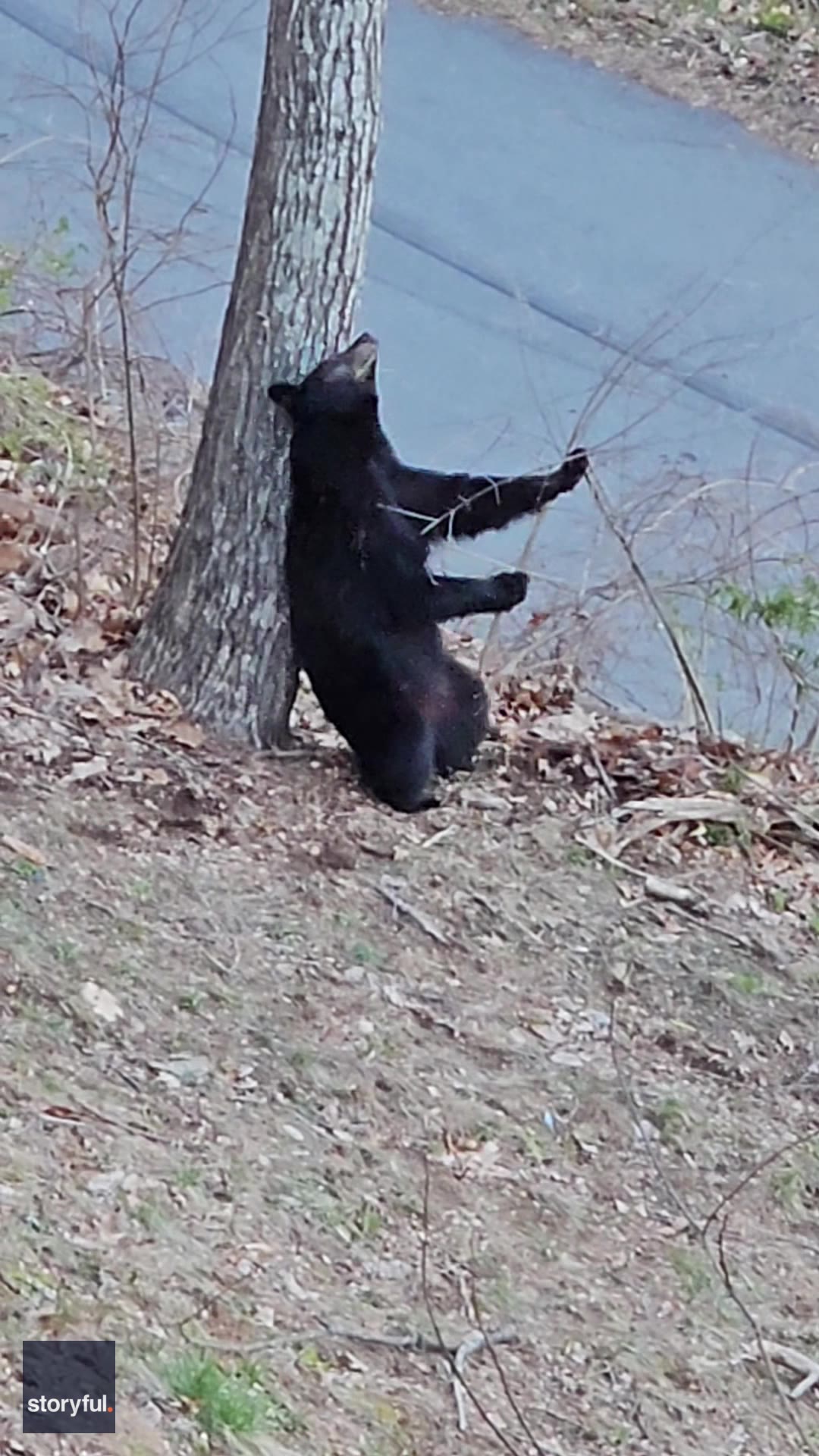 Bear scratches itself on tree