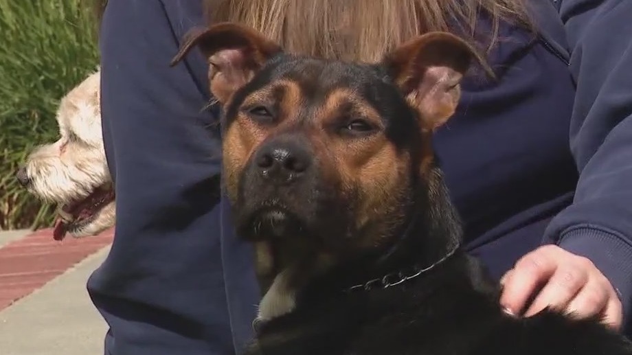'Pretty,' dog rescued from freeway reunited with owner