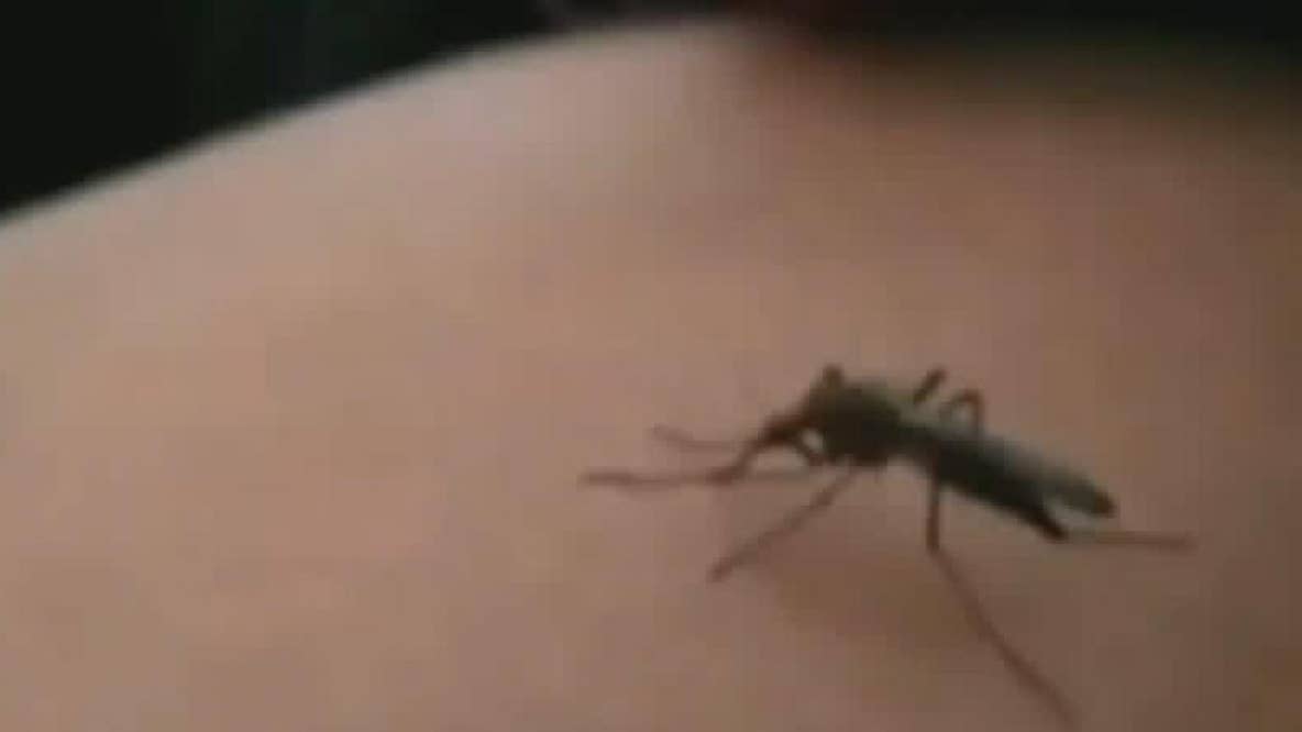 West Nile virus in NYC