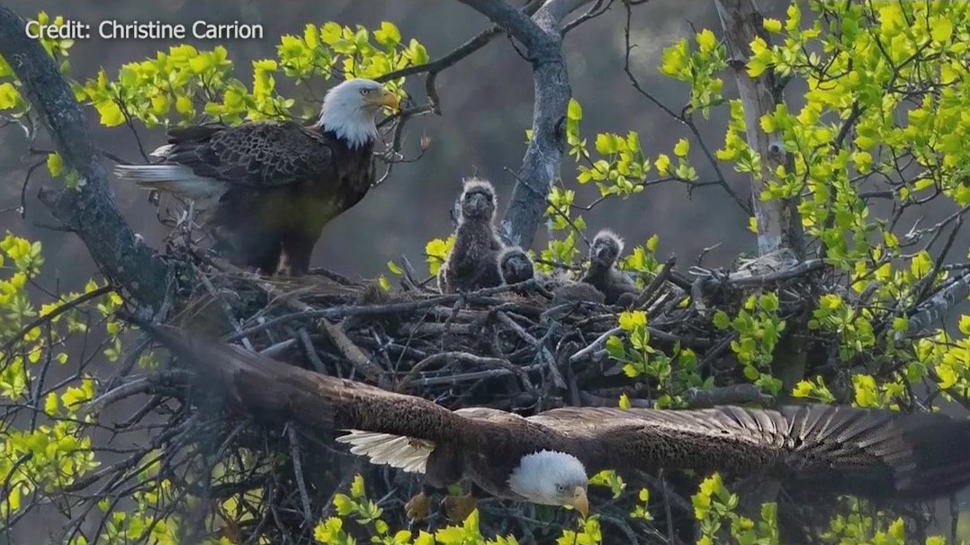 Bald Eagles nesting on Long Island