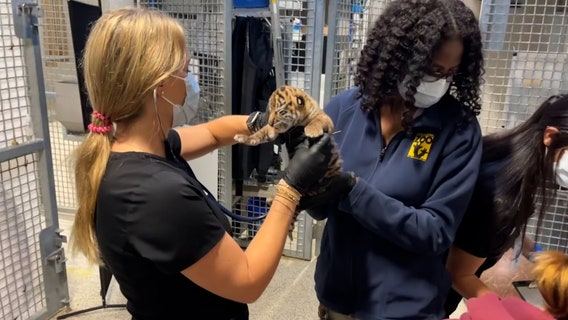 India’s tiger population surges—study reveals key factors behind the success