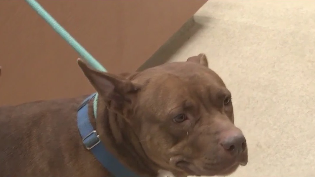 Florida shelter forced to shut down after virus outbreak among dogs