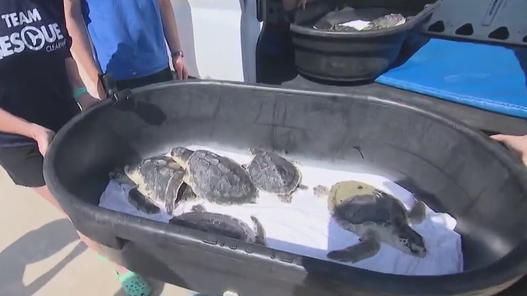 Sea turtles released back into Atlantic Ocean