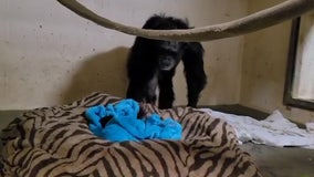 Reunited: Chimpanzee embraces newborn baby after being apart