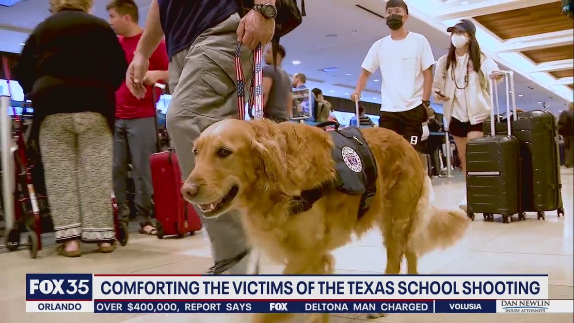 Therapy dogs from Florida head to Texas