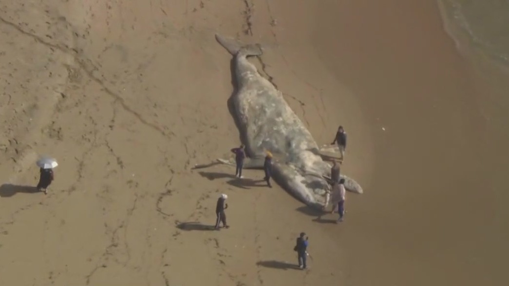 California storm washes dead whale ashore