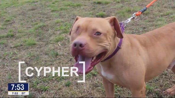 Dog of the Day: Cypher