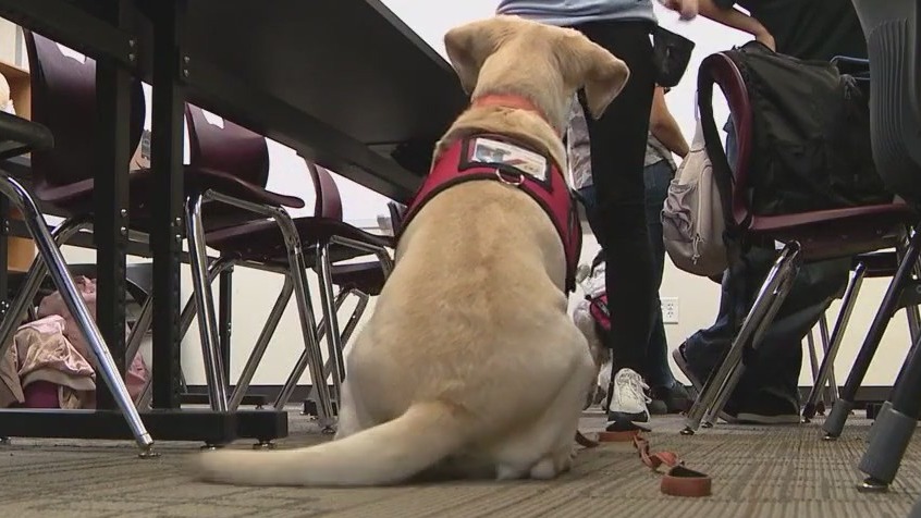 High school students helping train service dogs