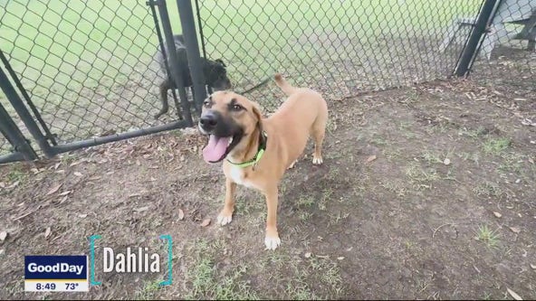 Dog of the Day: Dahlia