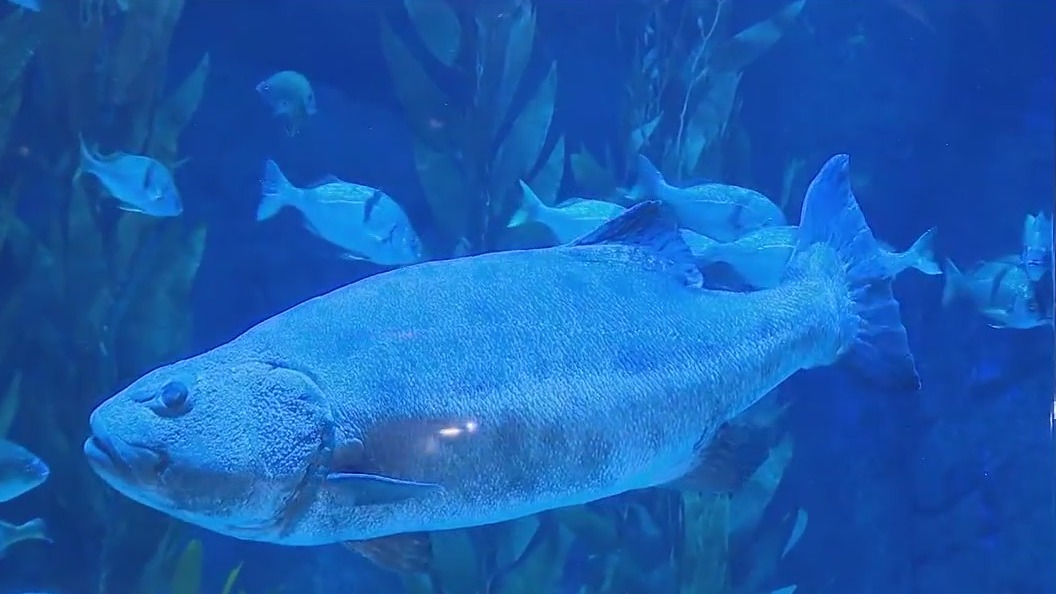 Aquarium of the Pacific celebrates 25 years