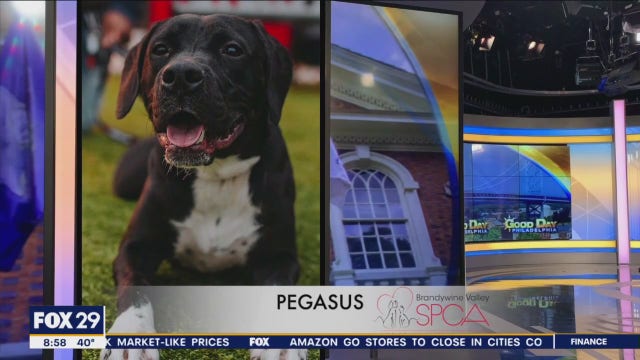 FurEver Home: SPCA has plenty of pups looking for their FurEver homes