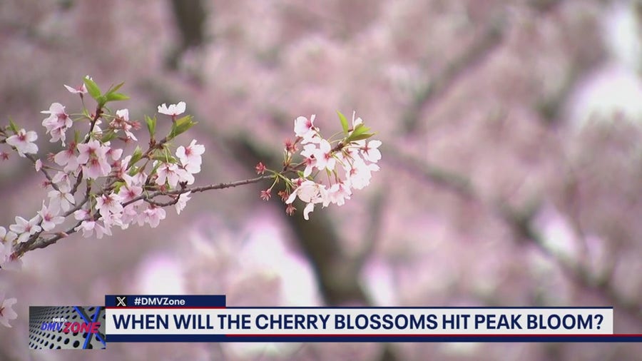 When will the Cherry Blossoms bloom in DC?