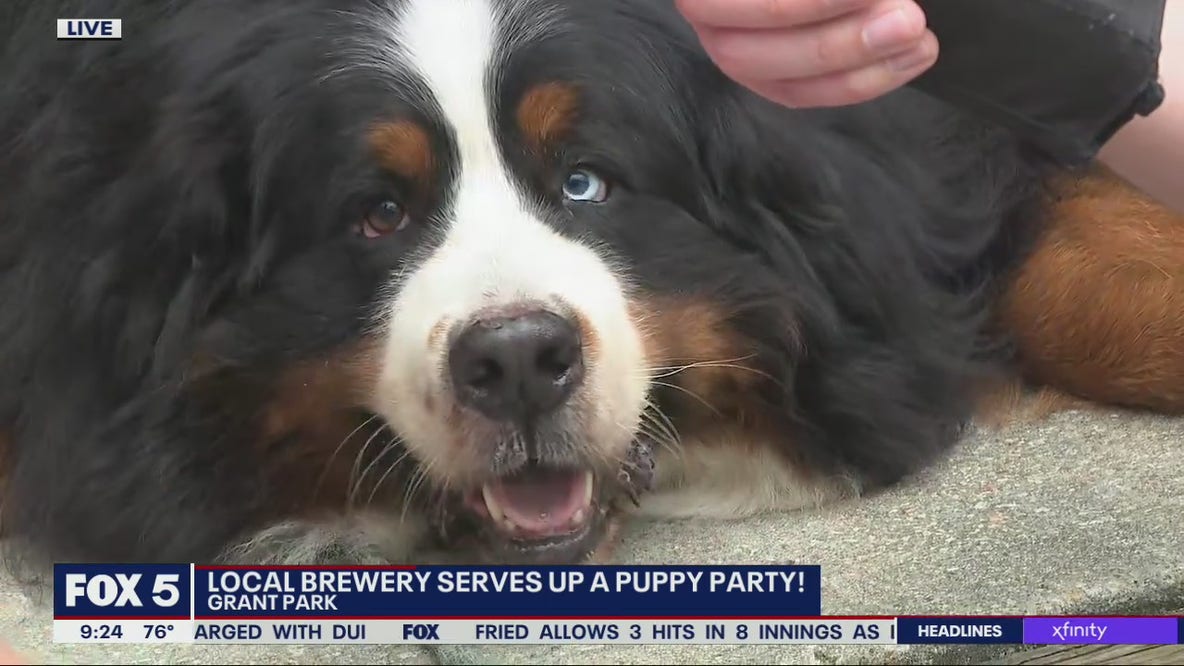 Grant Park brewery hosts puppy party