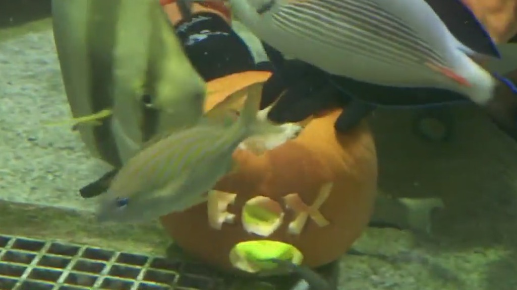 Underwater pumpkin carving at Sea Life Minnesota