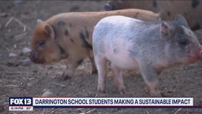 Darrington schools feeds food waste to local pigs