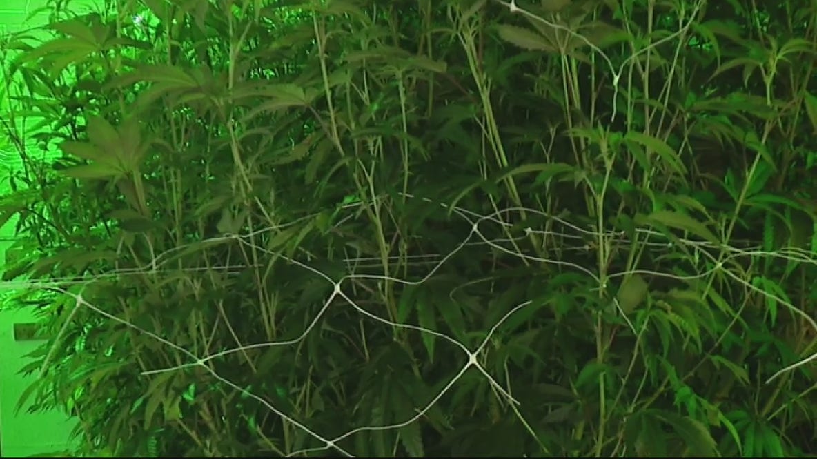 Why illegal marijuana grow operations are dangerous