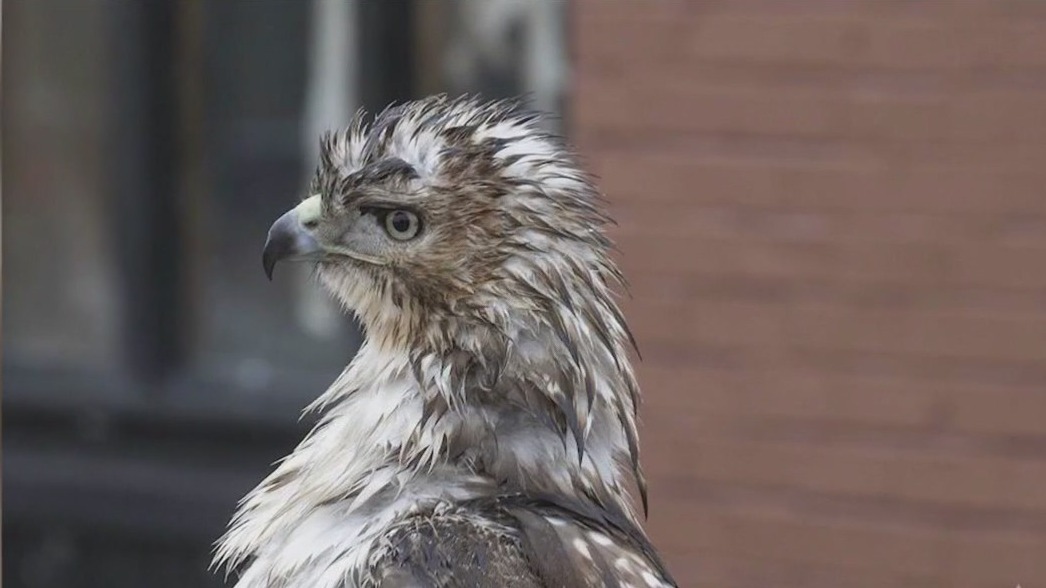 Aurora animal control officer rescues Red-Tailed Hawk perched on downtown bridge