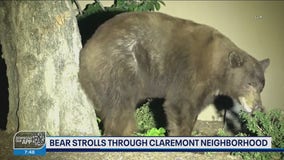 Bear strolls through Claremont neighborhood