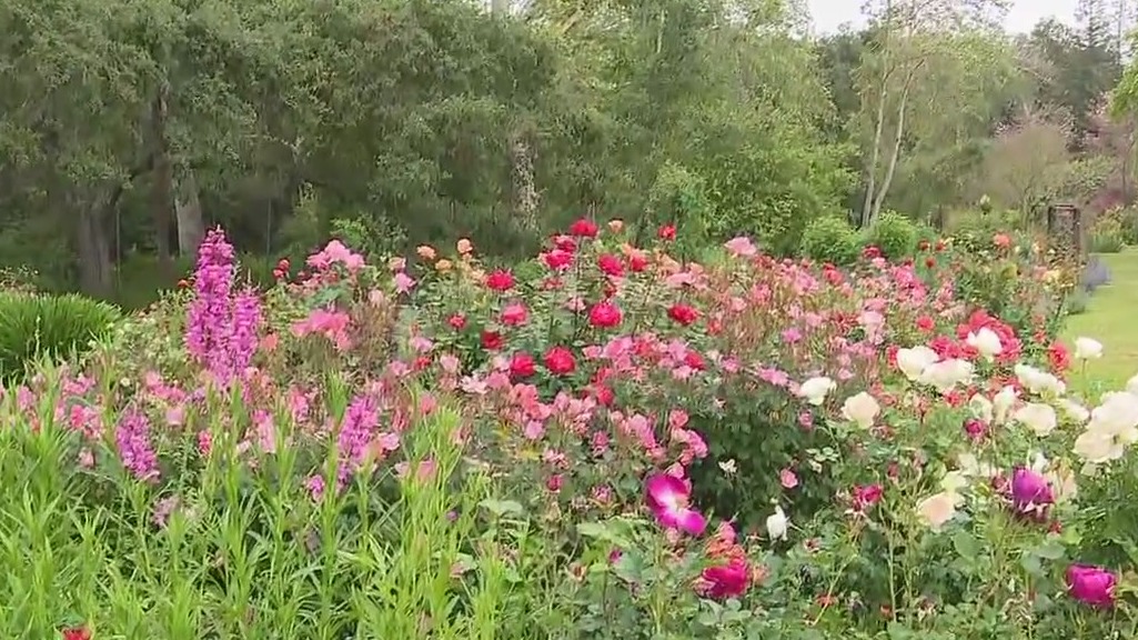 Roses in bloom at Descanso Gardens