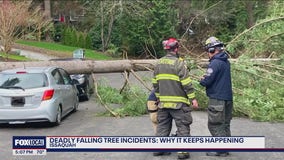 Falling trees claim 2 lives in one month