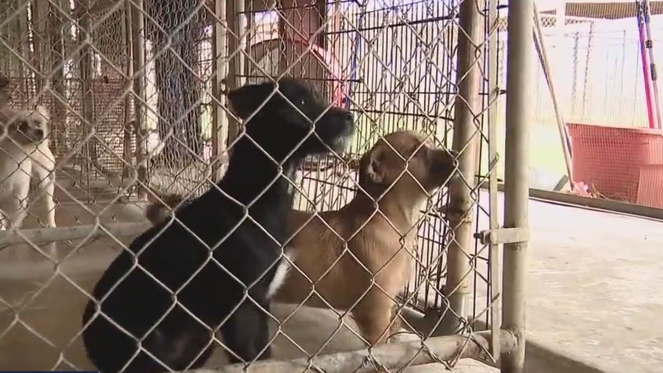 Oldest no-kill shelter in Houston-area sues developer claiming it's flooding the shelters property